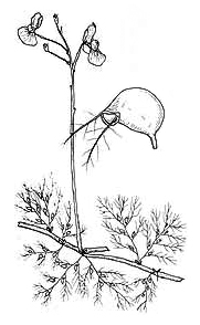 image of FSA3_Utricularia_aus.jpg