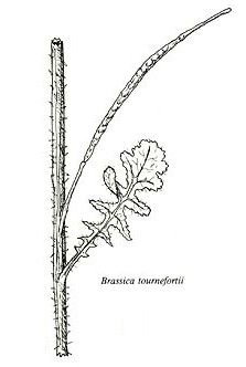 image of FSA1_Brassica_tou.jpg