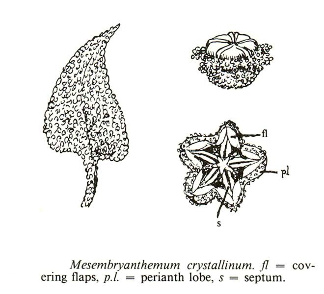 image of FSA1_Mesembryanthemum_cry.jpg