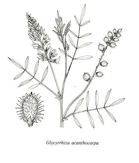 image of FSA2_Glycyrrhiza_aca.jpg