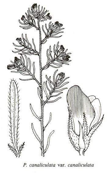 image of FSA2_Pultenaea_can_can.jpg