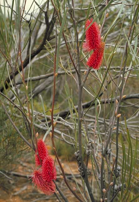 Hakea francisiana Narukalja 10 Seeds Western Australian native 