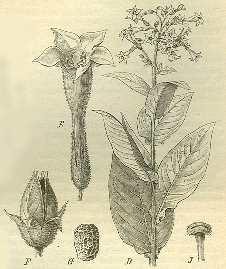 File:Nicotiana Spp Wikimedia Commons, 57% OFF
