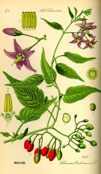 http://www.flora.sa.gov.au/efsa/lucid/Solanaceae/Solanum%20species/key/Australian%20Solanum%20species/Media/Html/images/Solanum_dulcamara/dulcamara%20Thome%20wiki.jpg