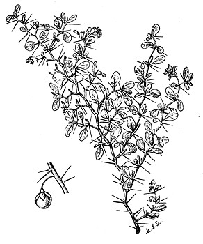 a-e. Solanum leptostachys-a. branch detail; b. stellate hair; c.