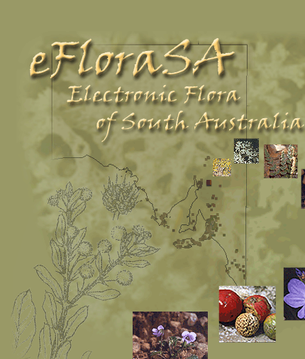 Electronic Flora of South Australia